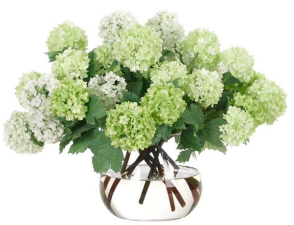 Snowball Hydrangea