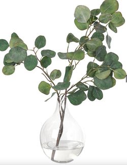 Eucalyptus in Vase