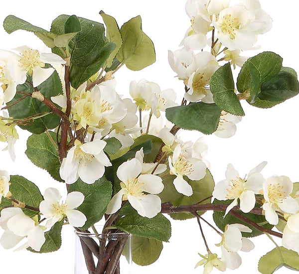 Pear Blossom Branches in Vase