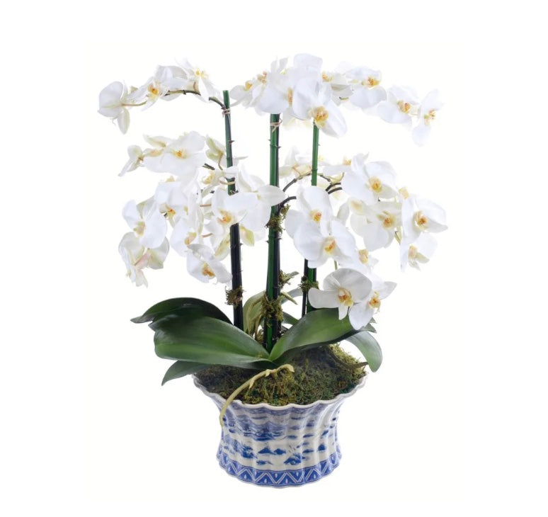 Orchid Phalaenopsis 22" in Blue Pot