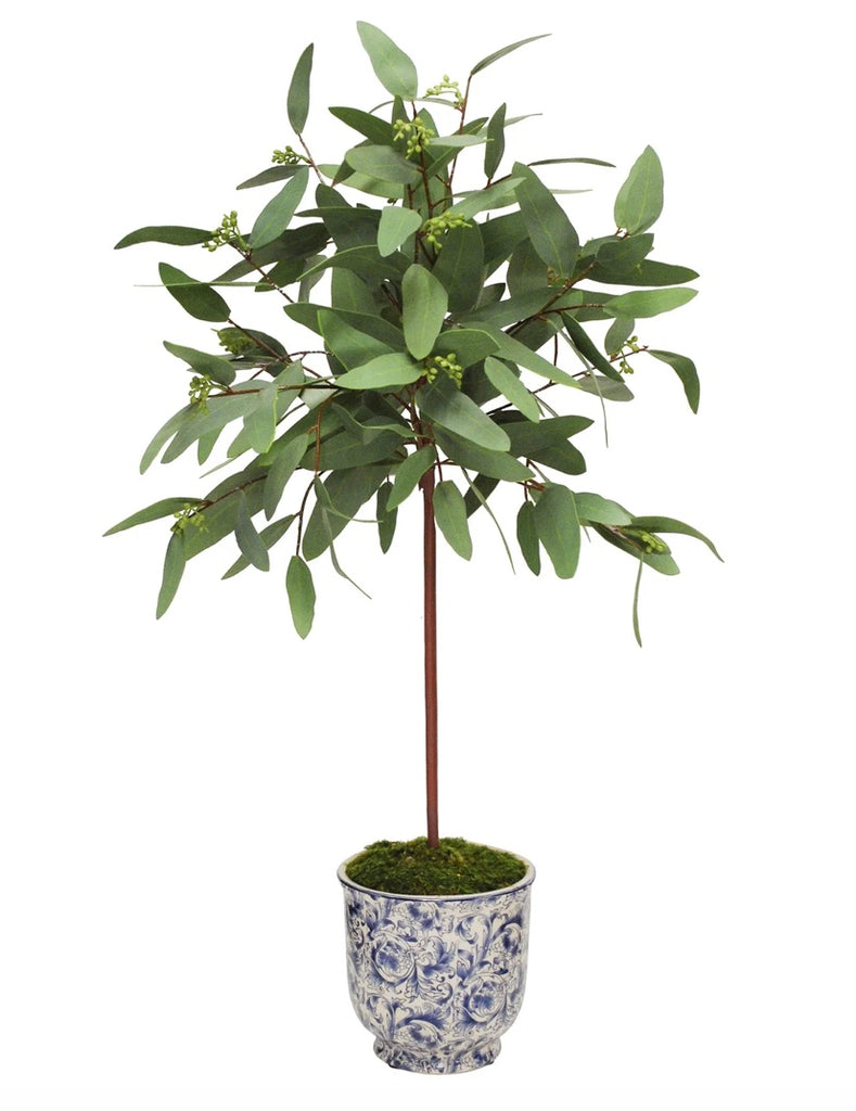 Eucalyptus Topiary, 30