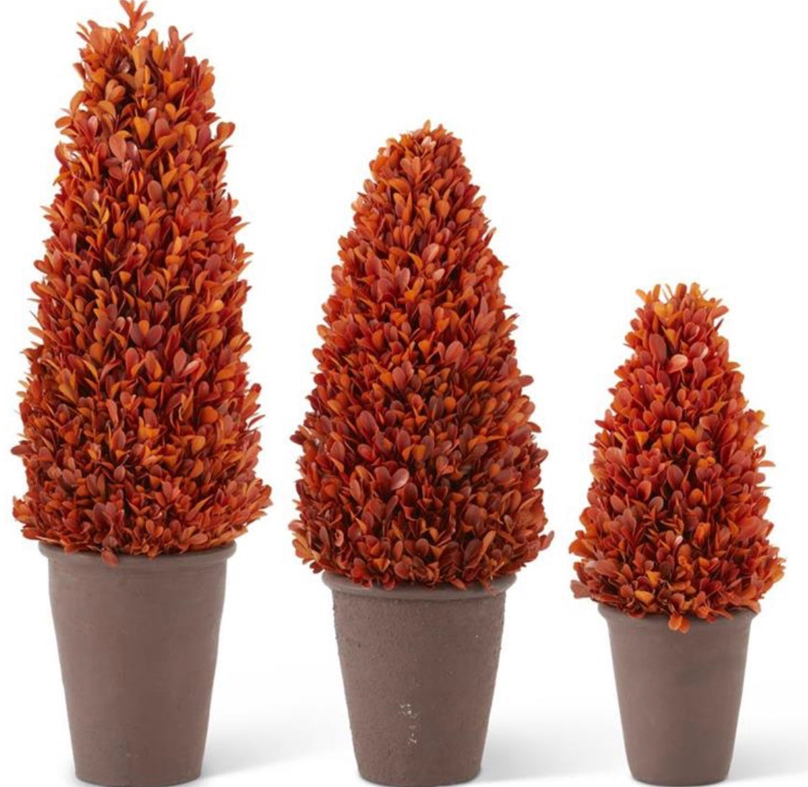 Orange Preserved Boxwood Potted Cone Trees