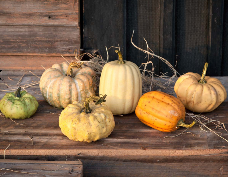 Miniature Pumpkins- Set of 6 Assorted Styles