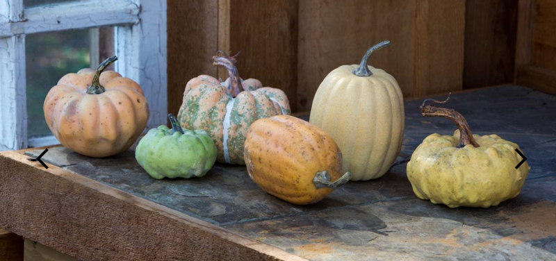 Miniature Pumpkins- Set of 6 Assorted Styles