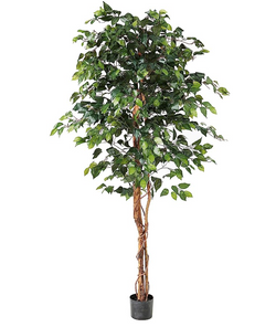 6ft Ficus Tree