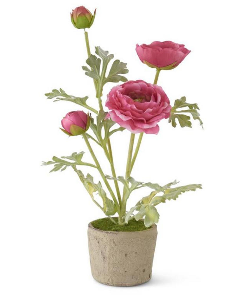 Pink Ranunculus in Clay Pot