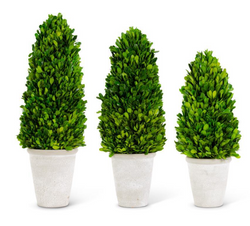 Boxwood Cone Trees in Whitewashed Pots