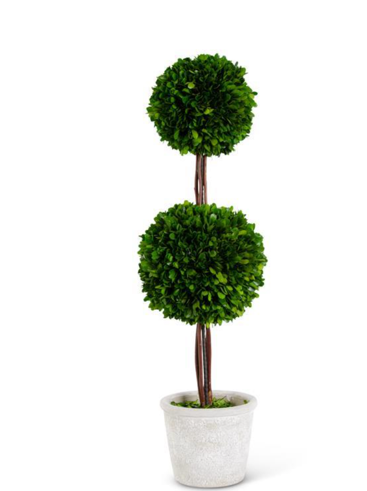 Preserved Boxwood Double Ball Topiary in Whitewashed Pot