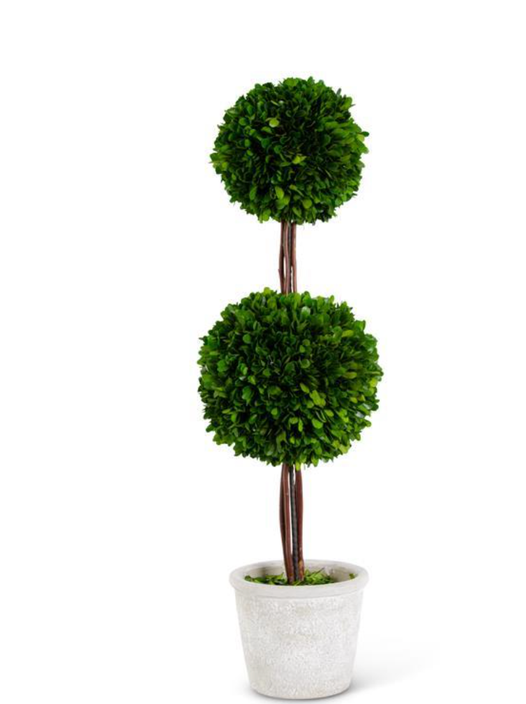 Boxwood Double Ball Topiary in Whitewashed Pot