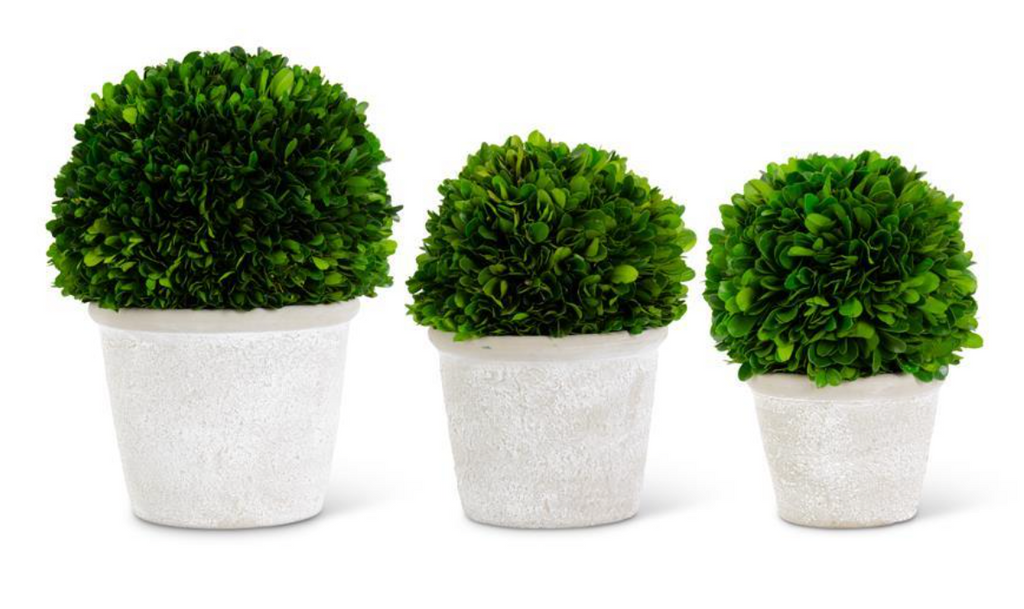 Boxwood Ball in Whitewashed Pot