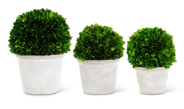 Boxwood Balls in Whitewashed Pots