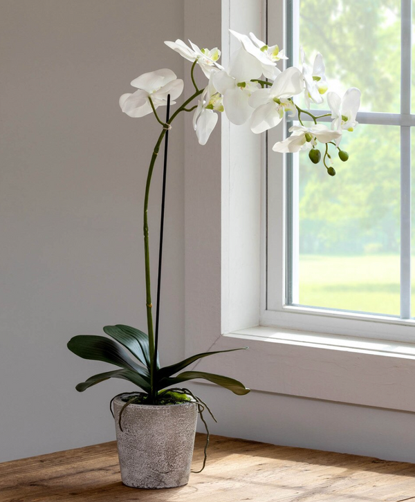 Phalaenopsis Orchid Plant in Concrete Pot