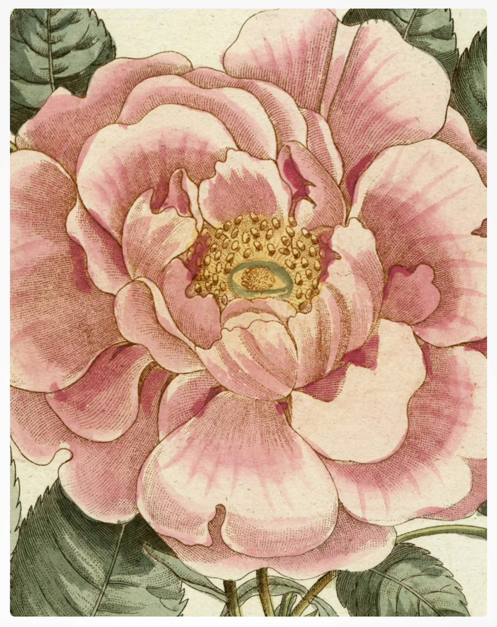 John Derian Picture Book II