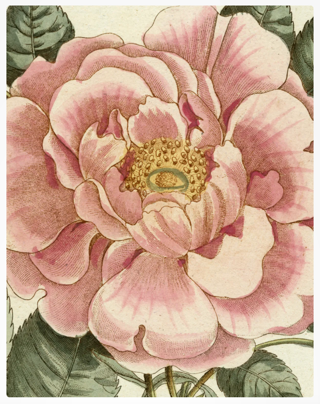 John Derian Picture Book II