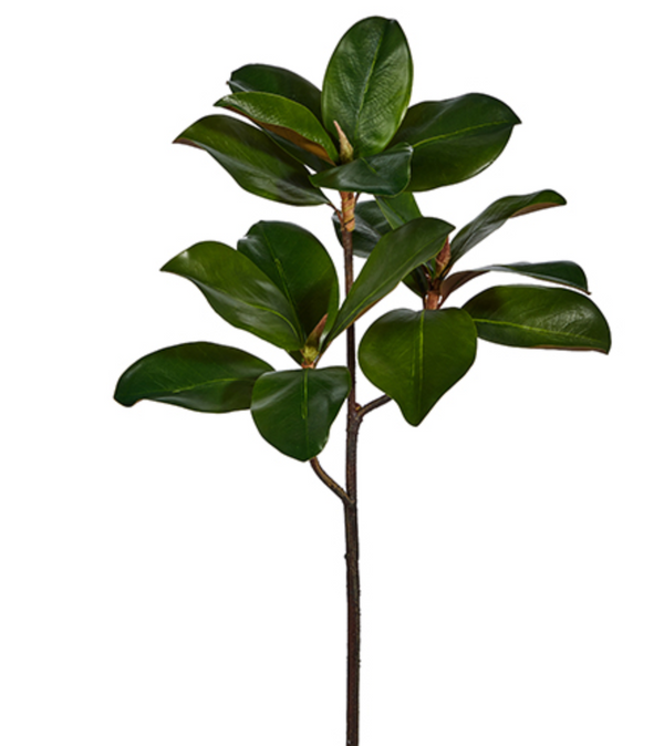 24" Magnolia Leaf Branch