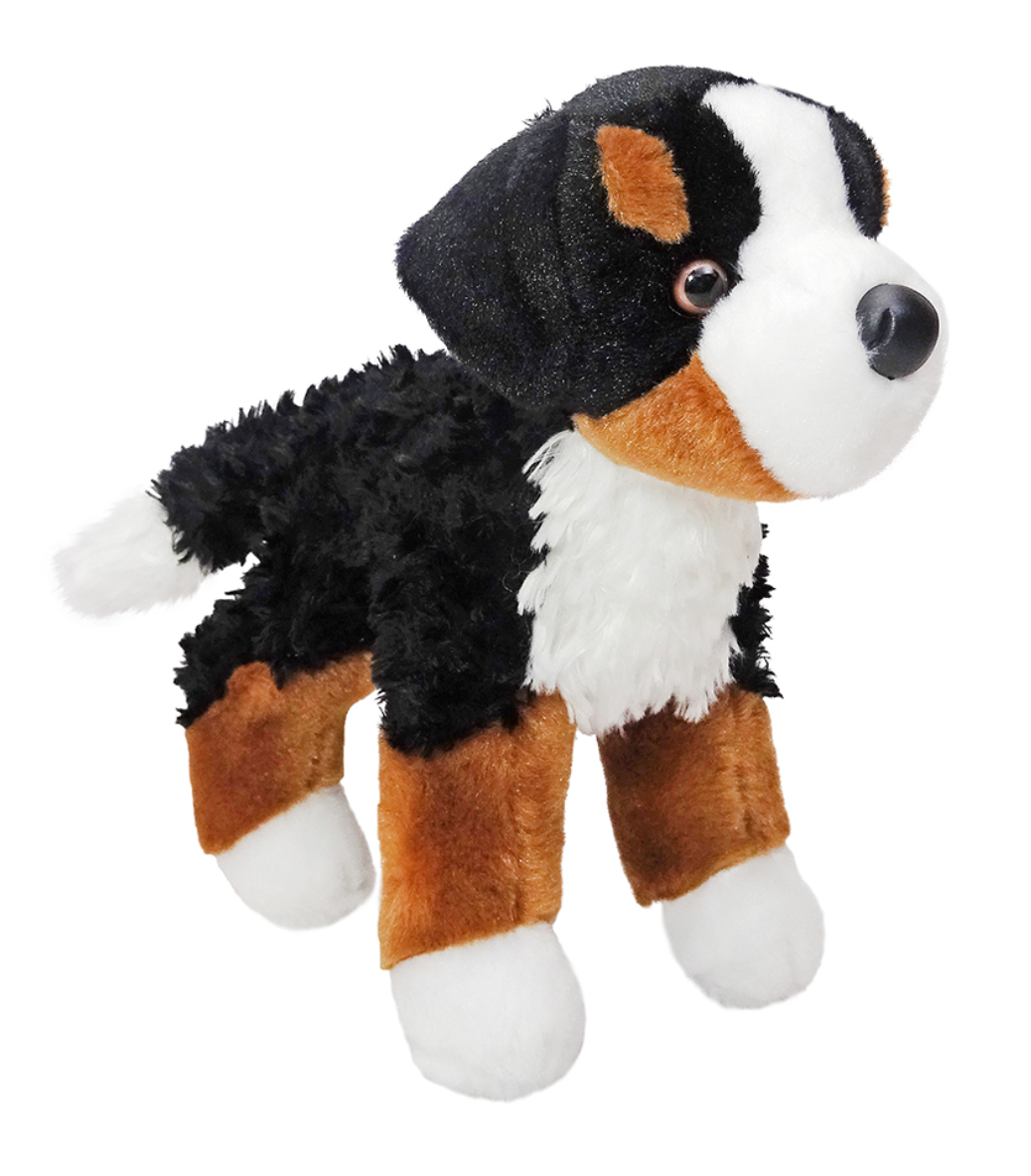 Miranda Bernese Mountain Dog