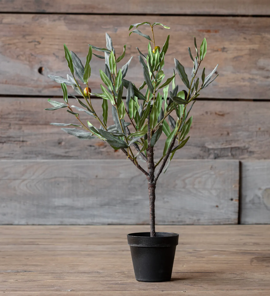 Mesa Olive Tree 23"