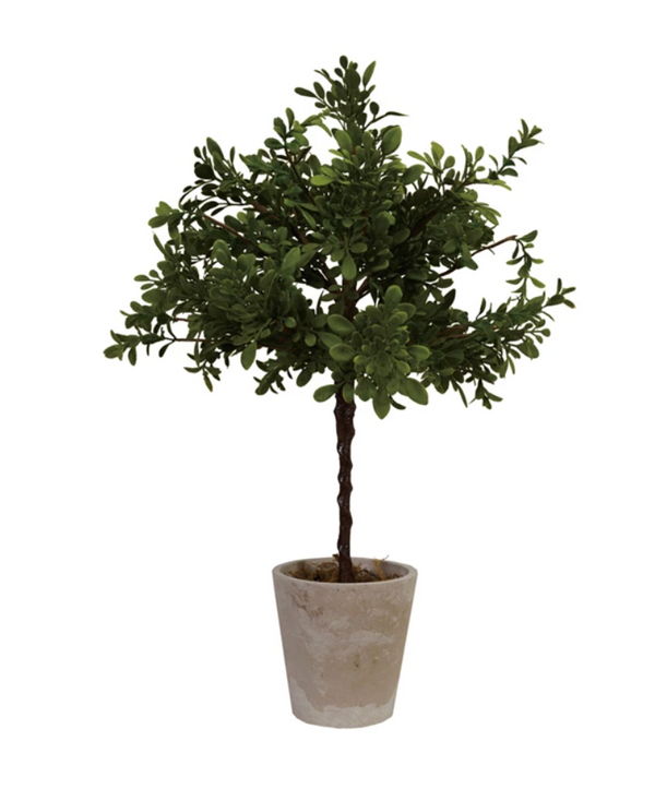 Boxwood Tree in Paper Pot 20"