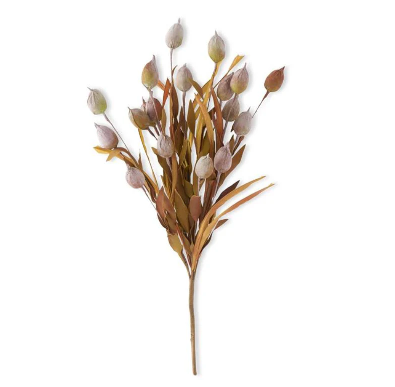 Yellow & Green Sleepy Silene Eva Bush