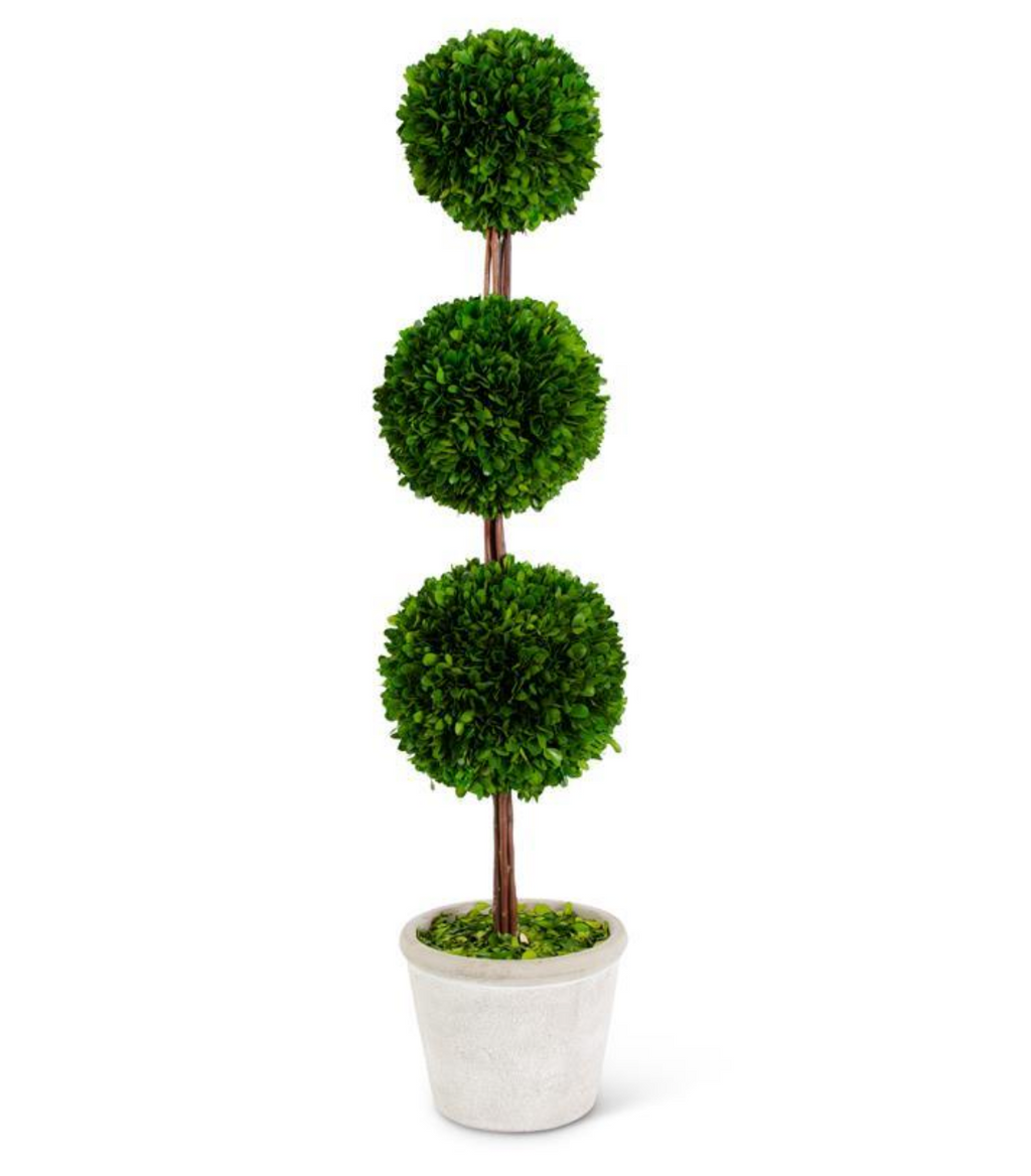 Preserved Boxwood Double Ball Topiary in Whitewashed Pot