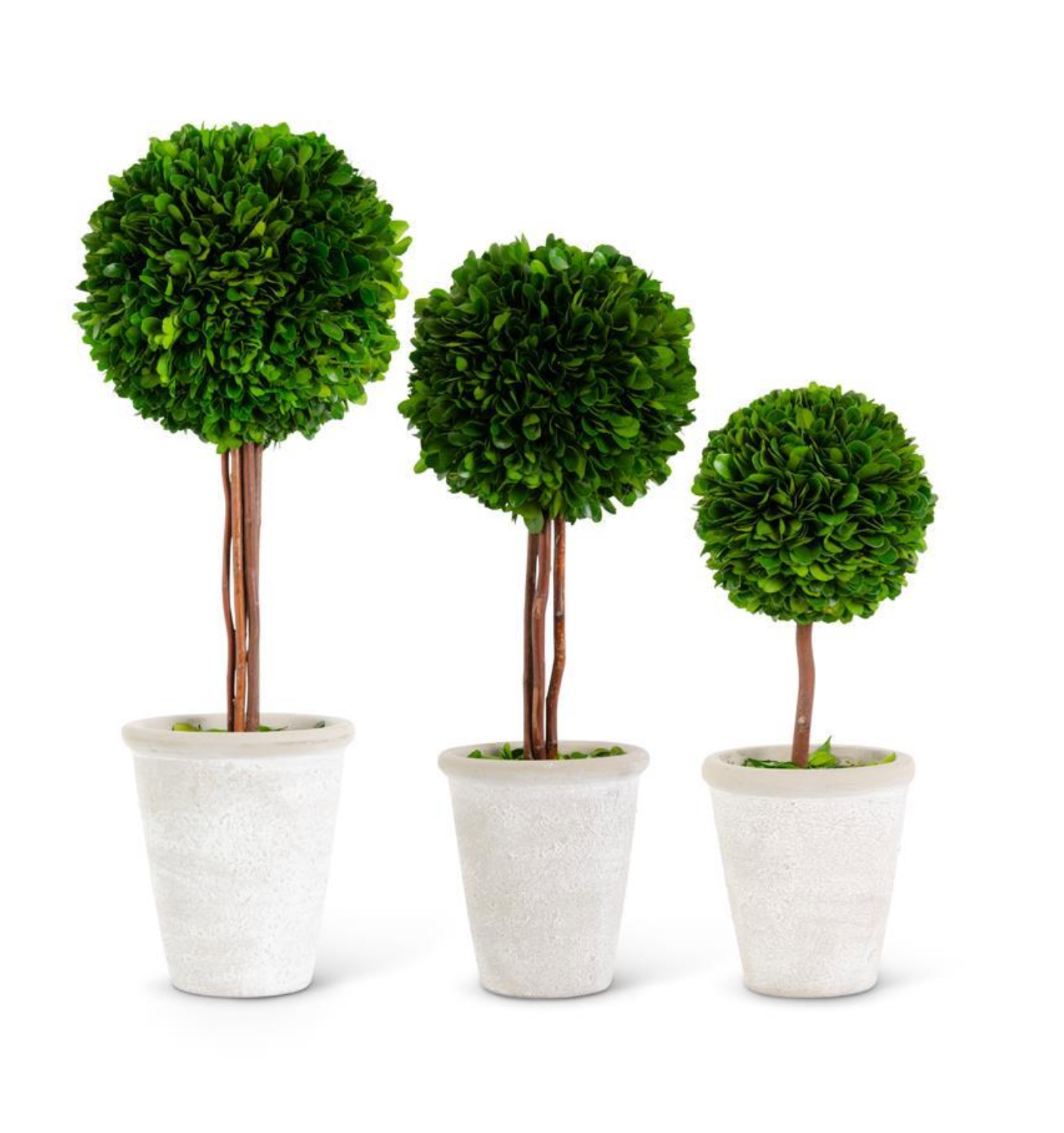 Boxwood Ball Topiary in Whitewashed Pot