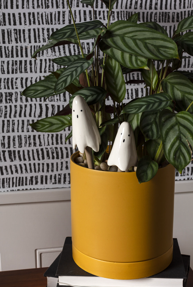 Casper Plant Stick