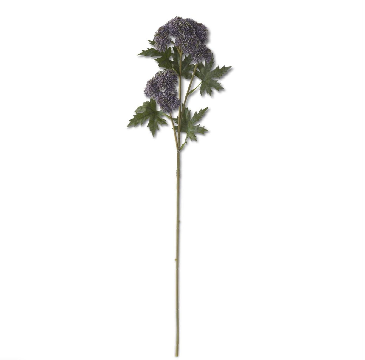 Purple Sedum Stem