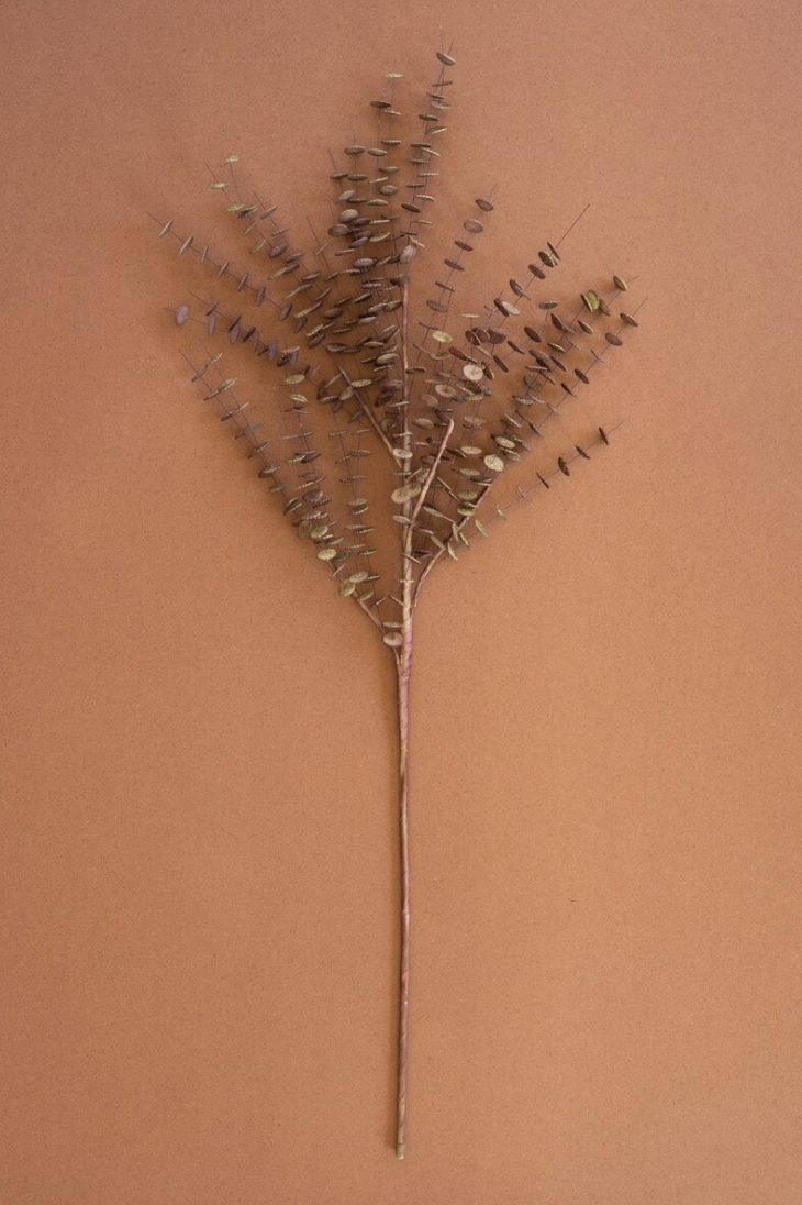 Artificial Florence Stem