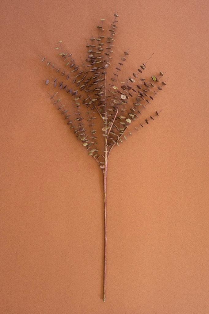 Artificial Florence Stem