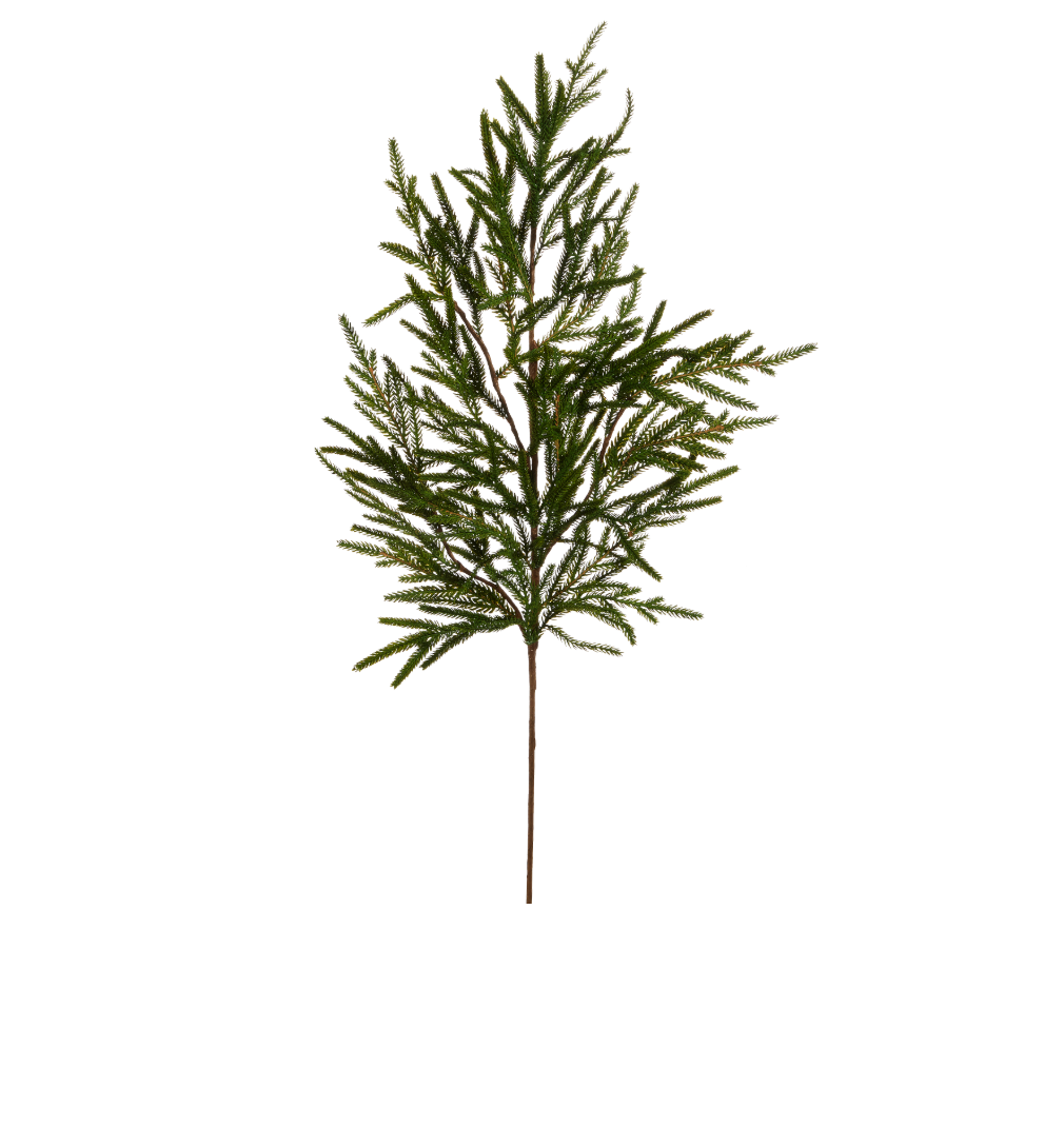 Norfolk Pine Branch