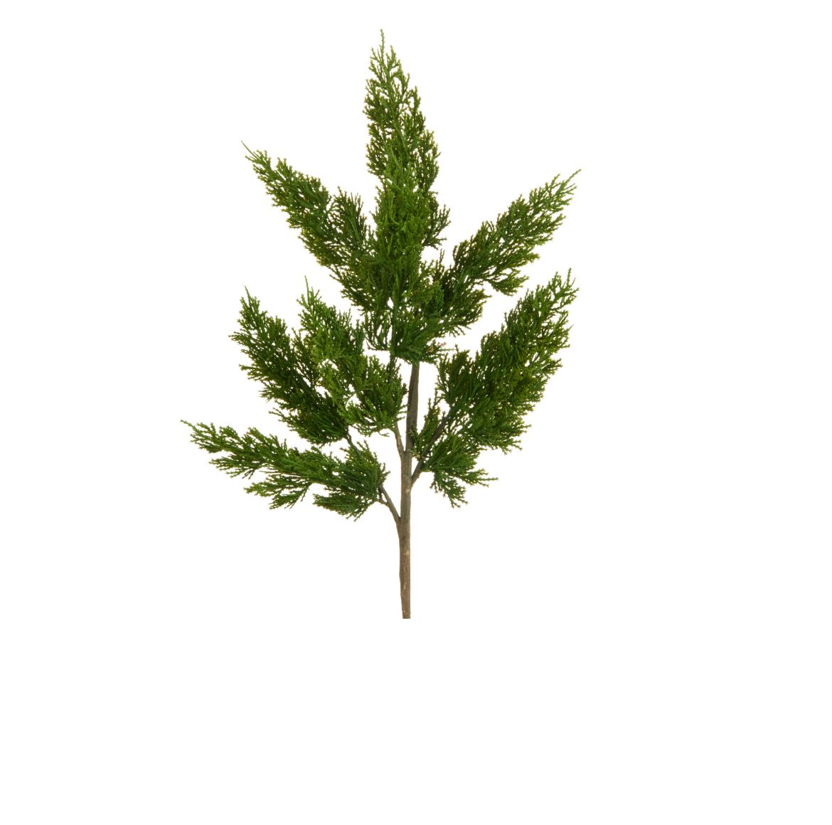 Green Cedar Spray