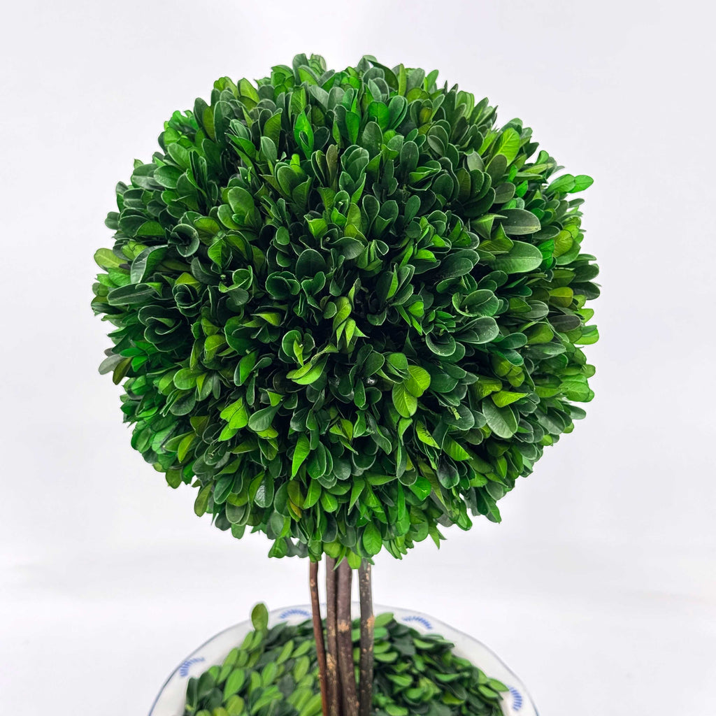 Boxwood Ball Topiary Tree in Round Blue & White Ceramic Pot