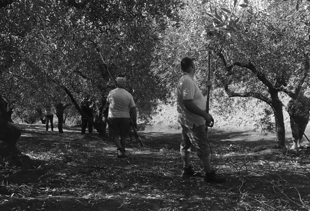 Italian Infused Extra Virgin Olive Oil in Tin - 100ml