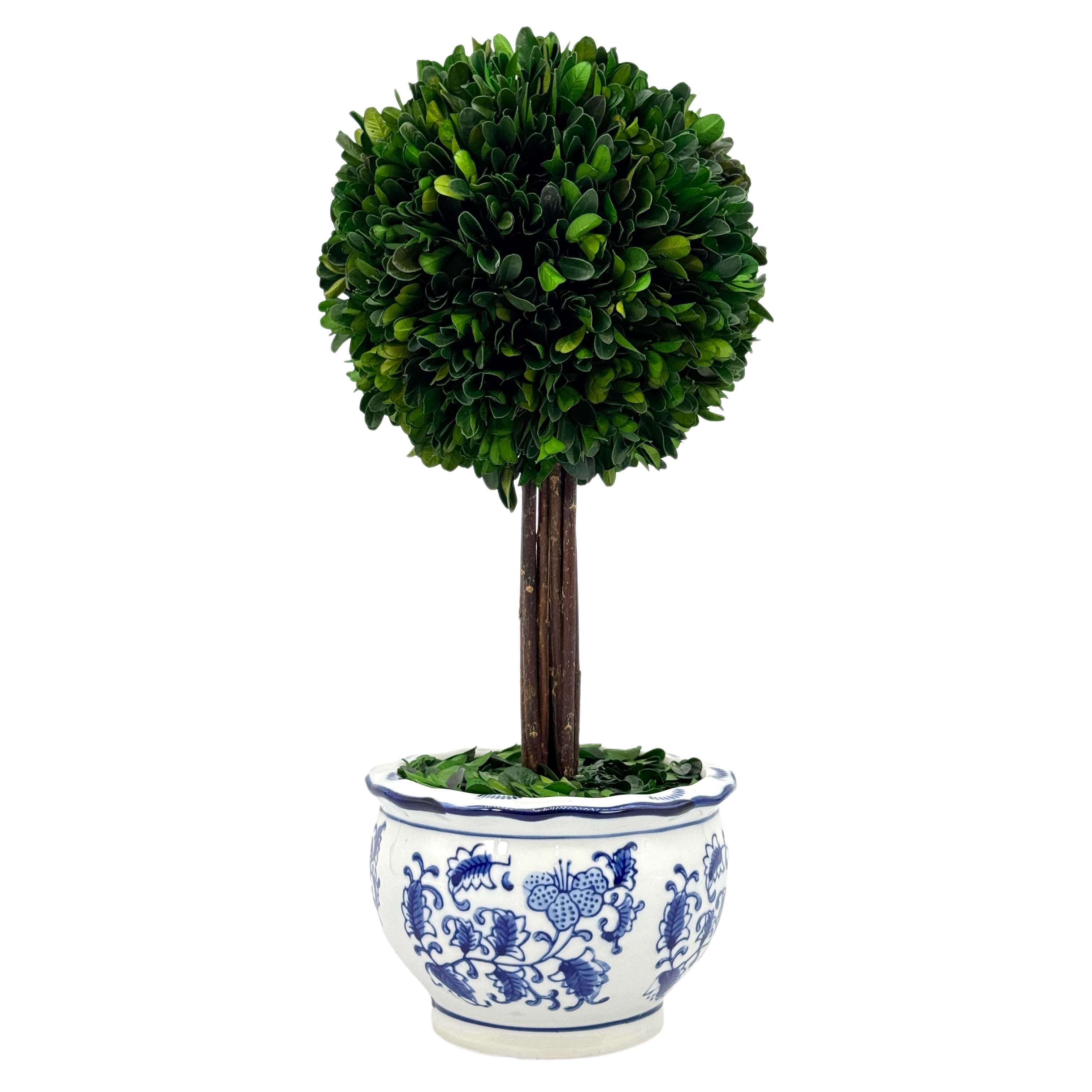 Boxwood Ball Topiary Tree in Round Blue & White Ceramic Pot