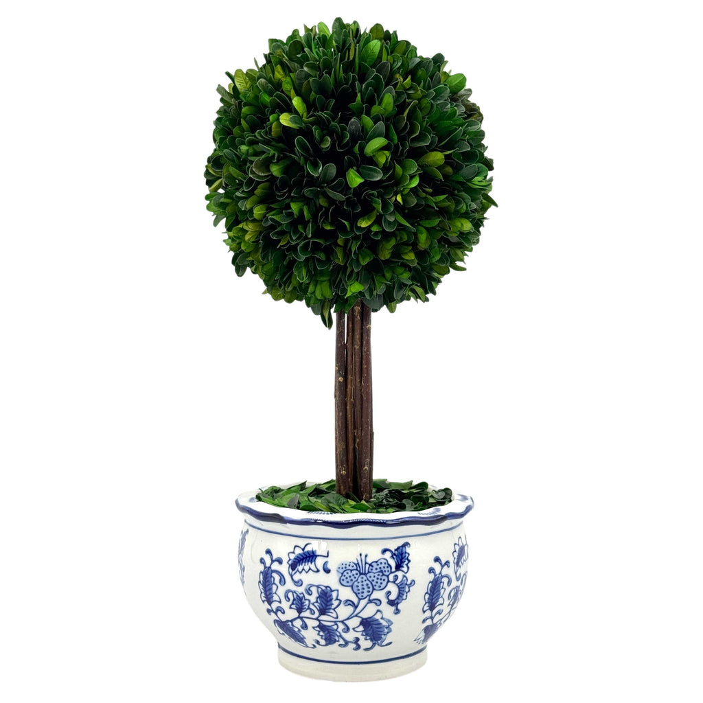 Boxwood Ball Topiary Tree in Round Blue & White Ceramic Pot