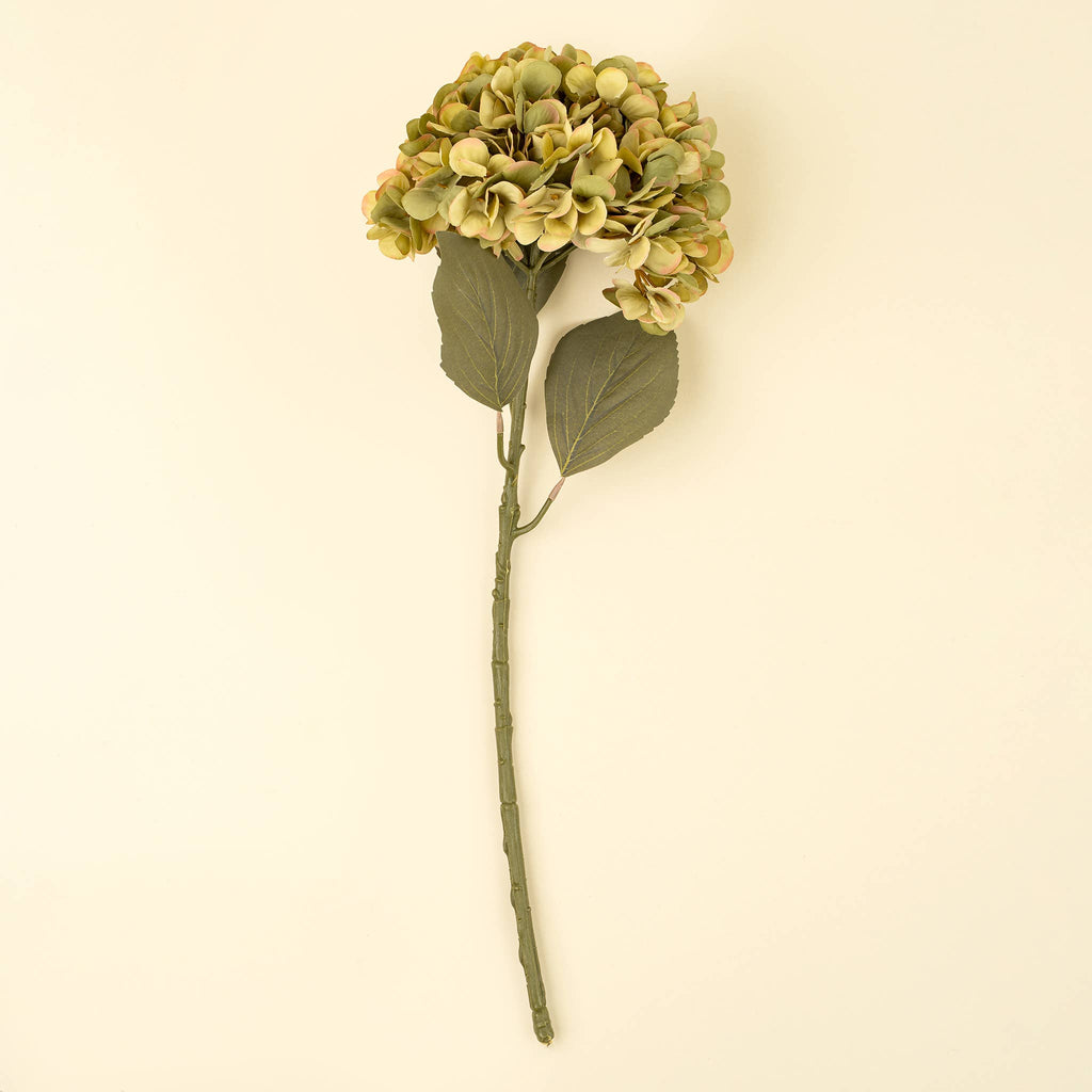 Green Faded Hydrangea Stem