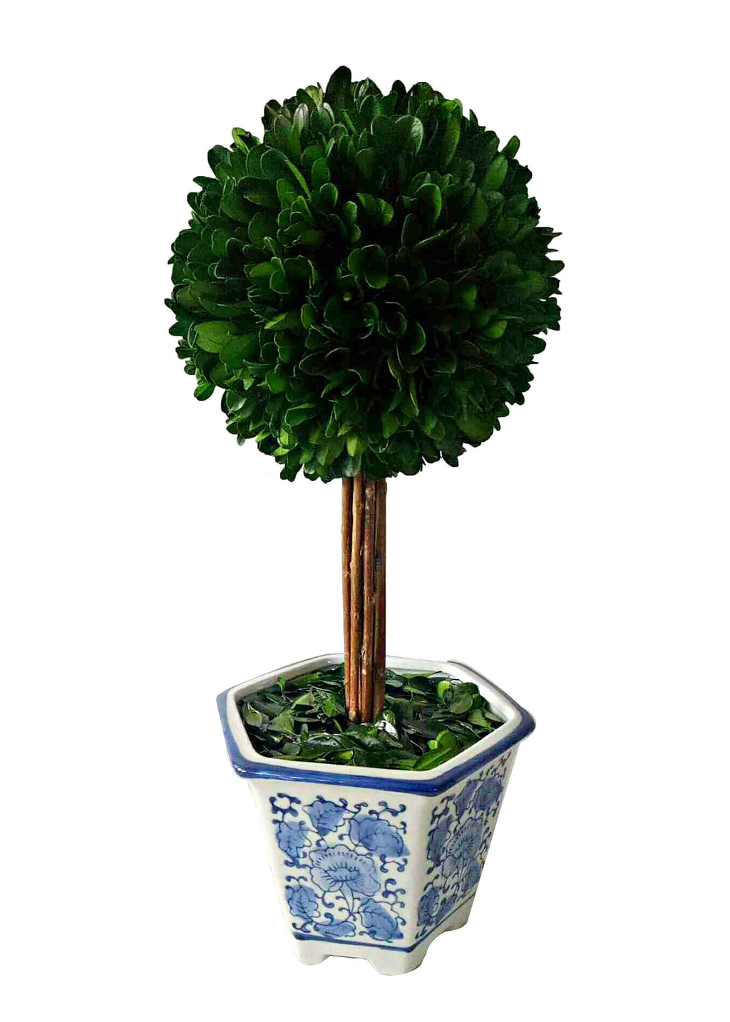 Boxwood Ball Topiary  in Blue & White Ceramic Pot