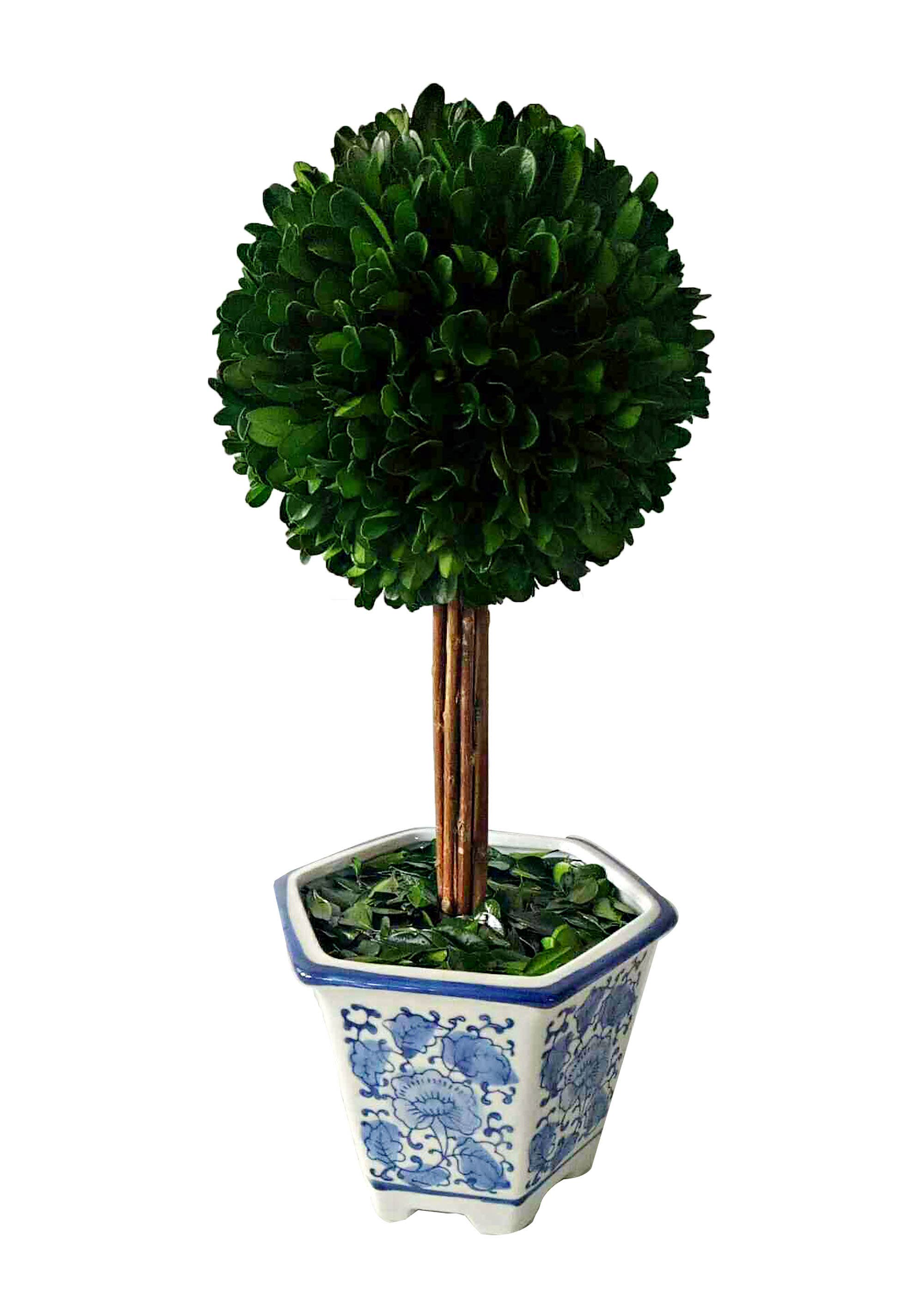 Boxwood Ball Topiary  in Blue & White Ceramic Pot