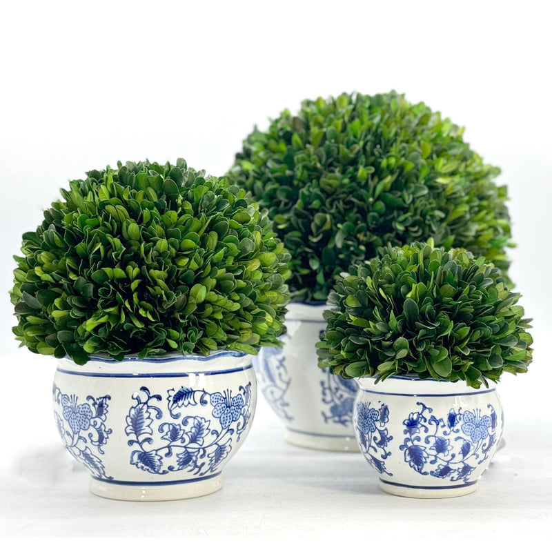 Boxwood Ball in Blue & White Ceramic Pot