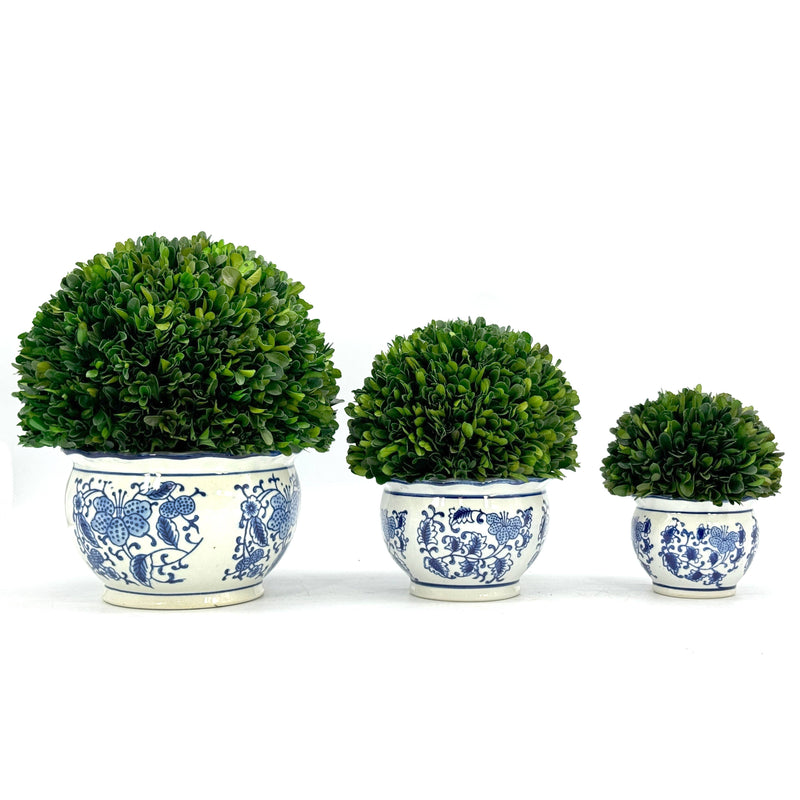 Boxwood Ball in Blue & White Ceramic Pot