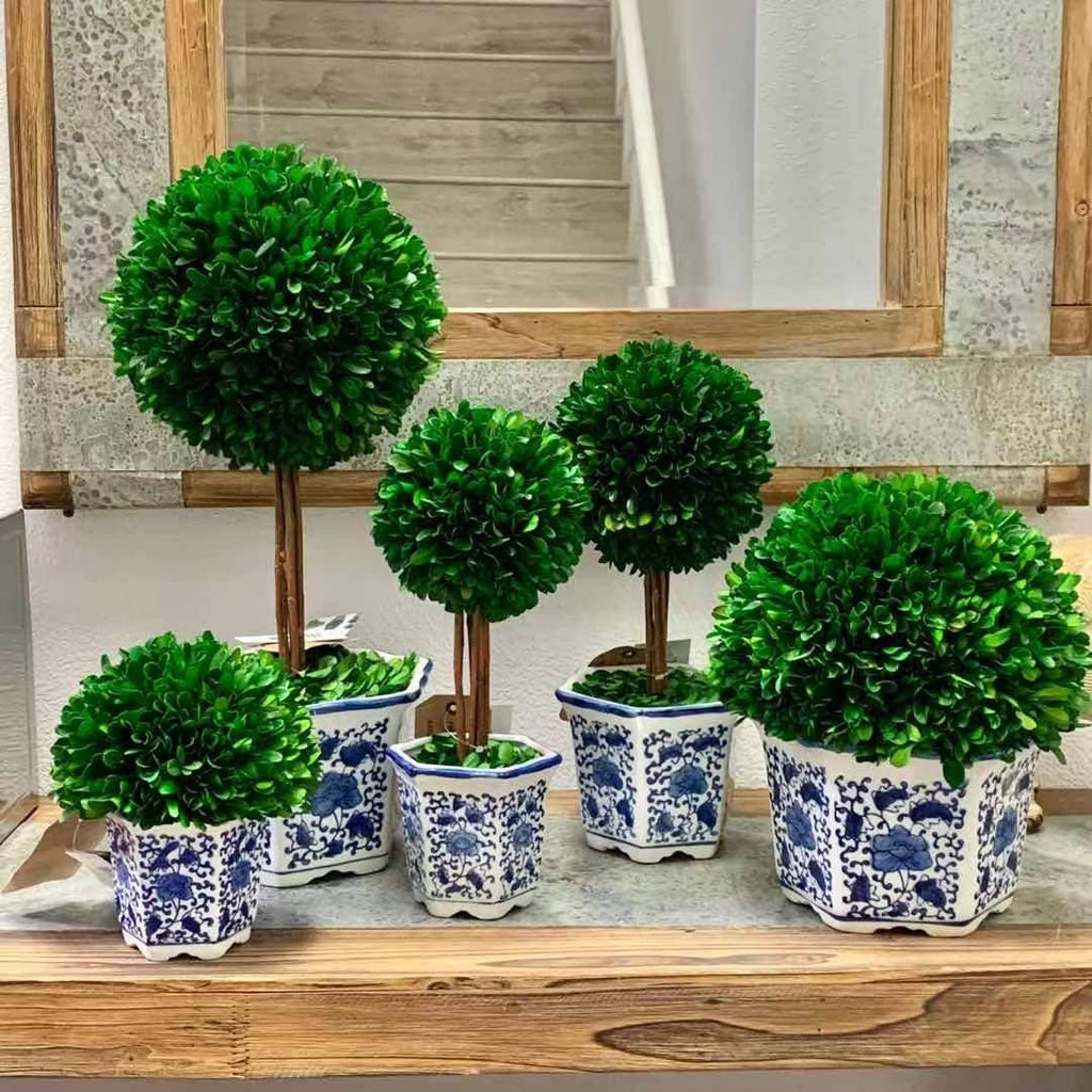Boxwood Ball Topiary  in Blue & White Ceramic Pot