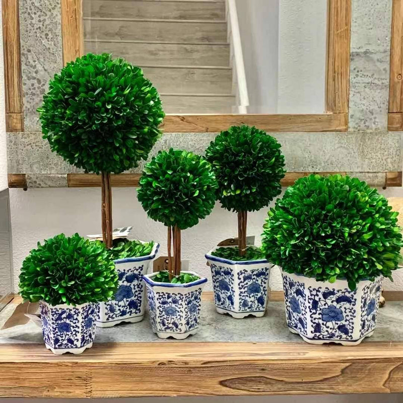 Boxwood Ball Topiary  in Blue & White Ceramic Pot