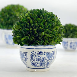 Boxwood Ball in Blue & White Ceramic Pot