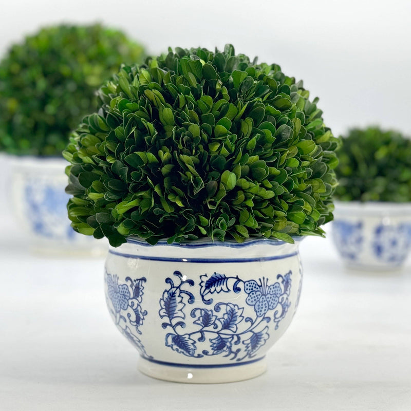 Boxwood Ball in Blue & White Ceramic Pot