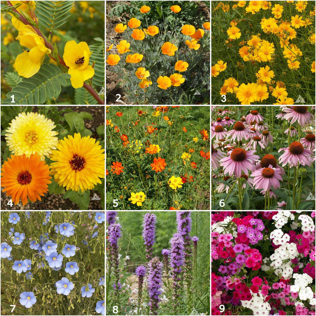 Songbird Scatter Garden Seeds