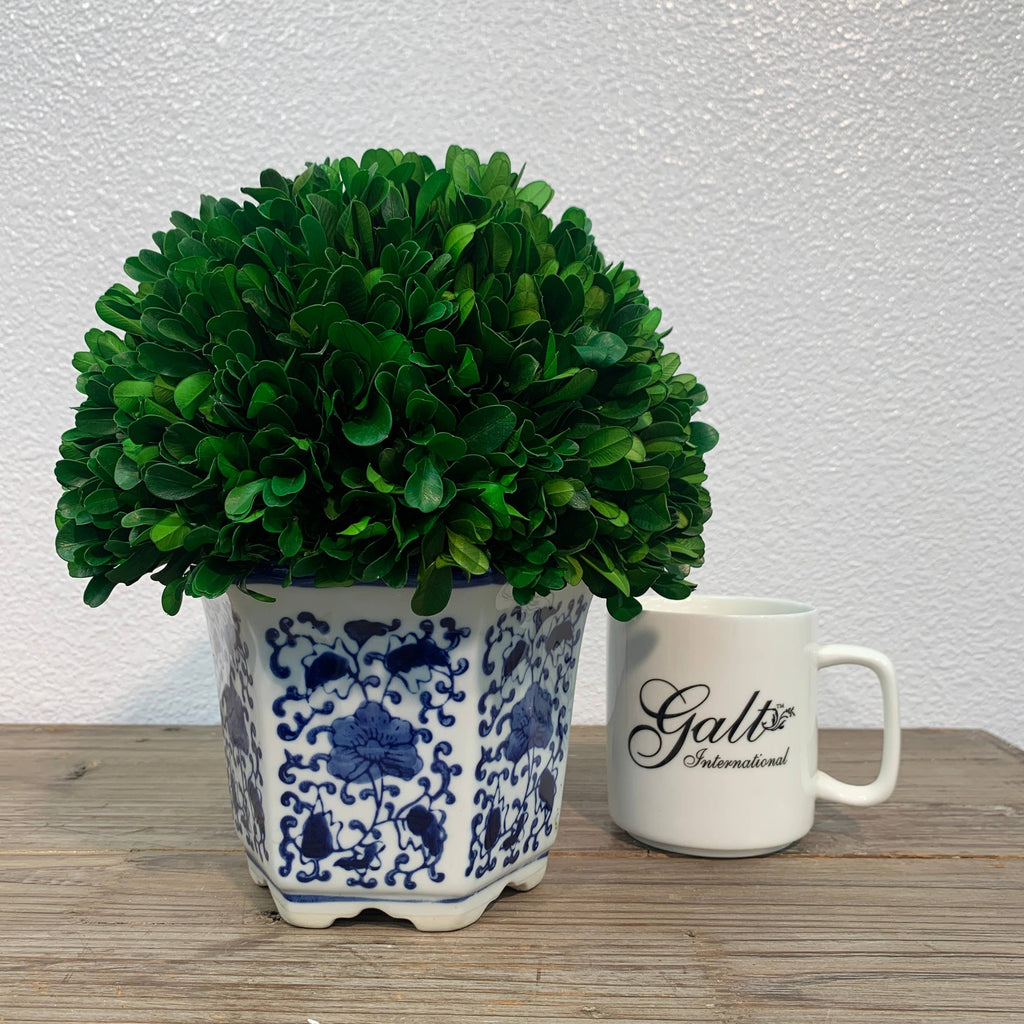 Boxwood Ball Topiary in Hexagon Blue & White Ceramic Pot