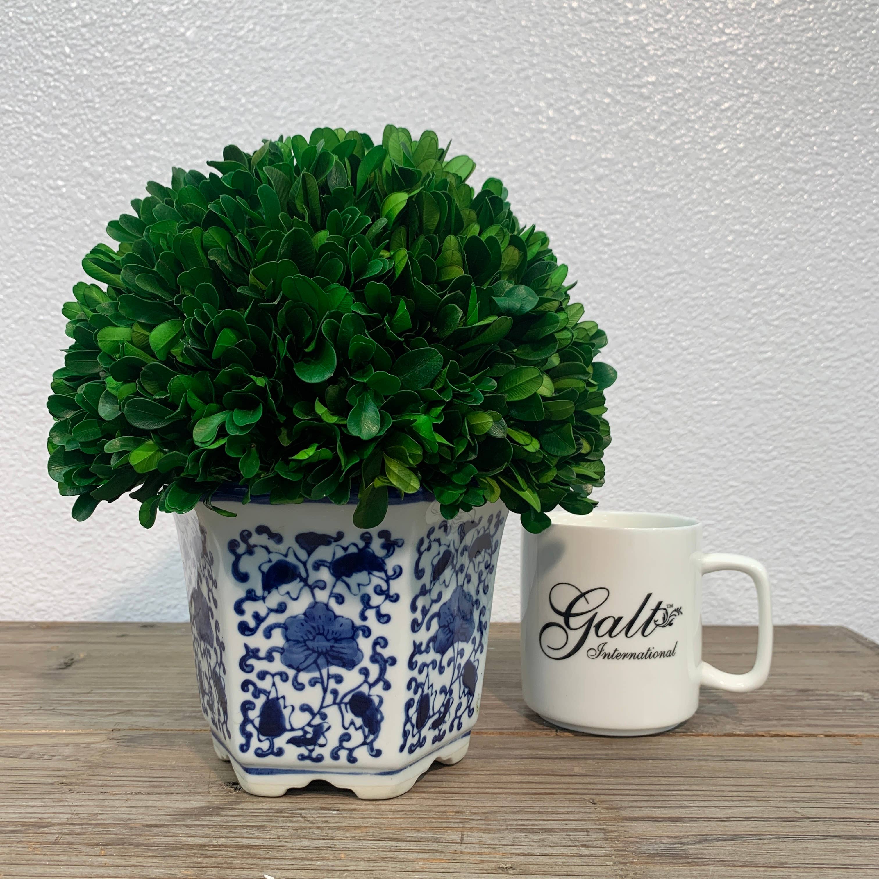 Boxwood Ball Topiary in Hexagon Blue & White Ceramic Pot