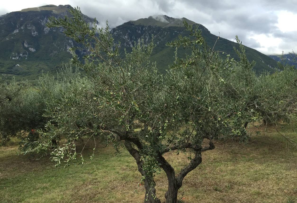 Italian Infused Extra Virgin Olive Oil in Tin - 100ml