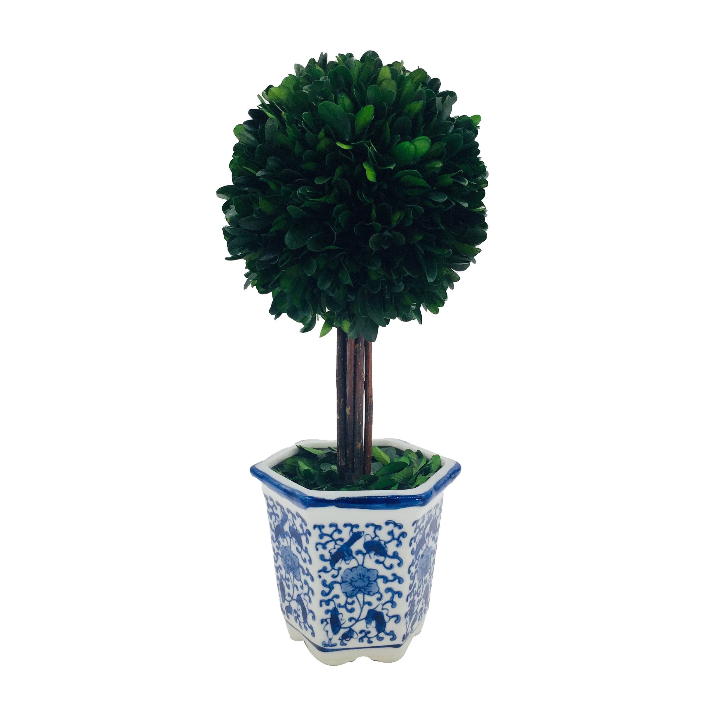 Boxwood Ball Topiary  in Blue & White Ceramic Pot