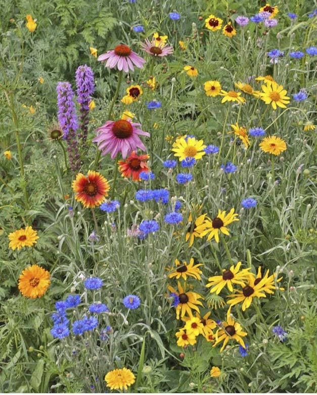 Songbird Scatter Garden Seeds